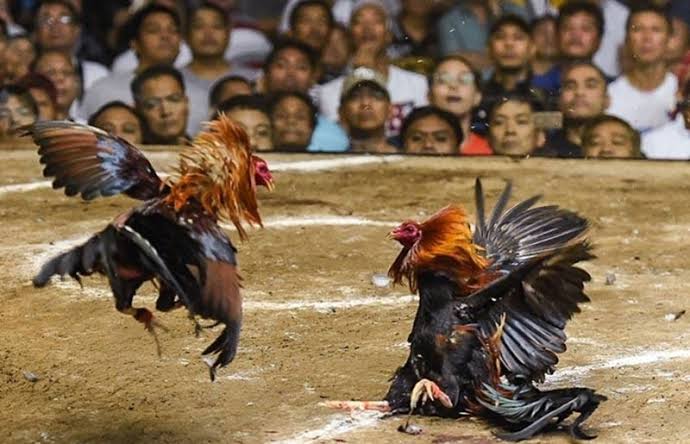 đá gà trực tiếp