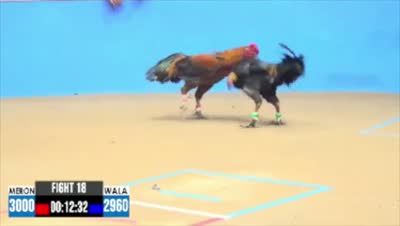 Trận 35 CPC2 Ngày 16/7/2026 - Gà xám như con trâu cú đá đéo si nên nổi