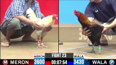 Trận 35 CPC2 Ngày 16/7/2026 - Gà xám như con trâu cú đá đéo si nên nổi