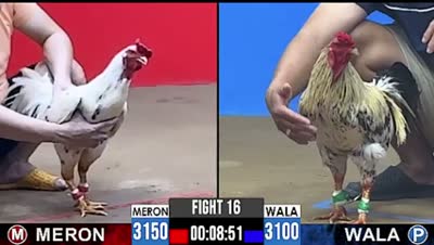 Trận 35 CPC2 Ngày 16/7/2026 - Gà xám như con trâu cú đá đéo si nên nổi