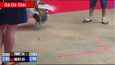 Trận 35 CPC2 Ngày 16/7/2026 - Gà xám như con trâu cú đá đéo si nên nổi